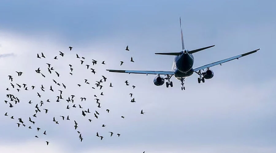 How Aircraft Engineers Prevent Dangerous Bird Collisions